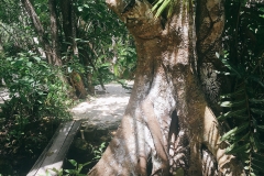 Tulum Jungle