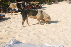 Tulum Beach La Eufemia Ahoi